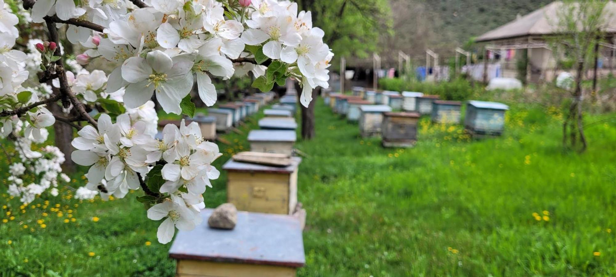 Bee House Guest house