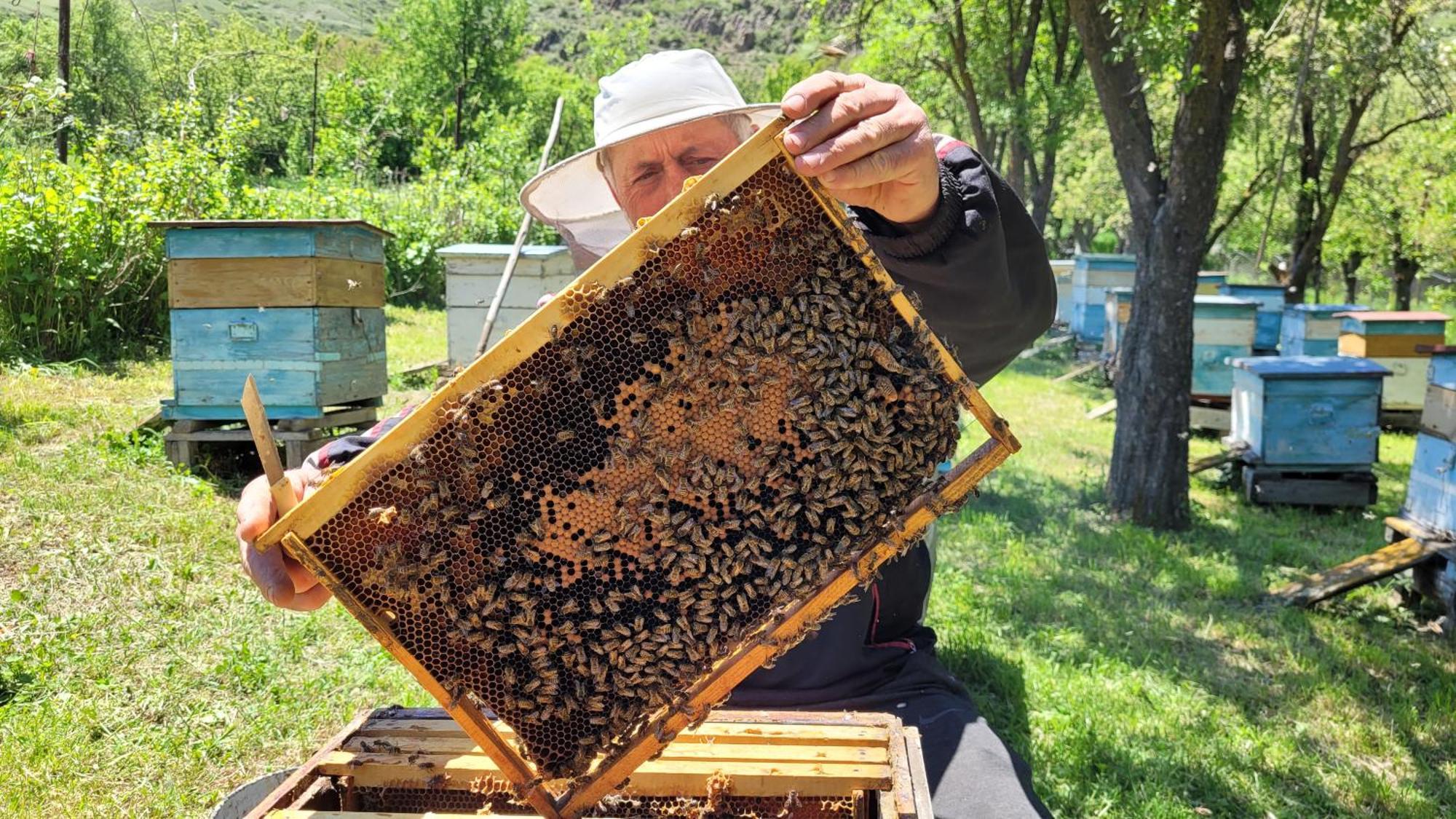 Guest house Bee House