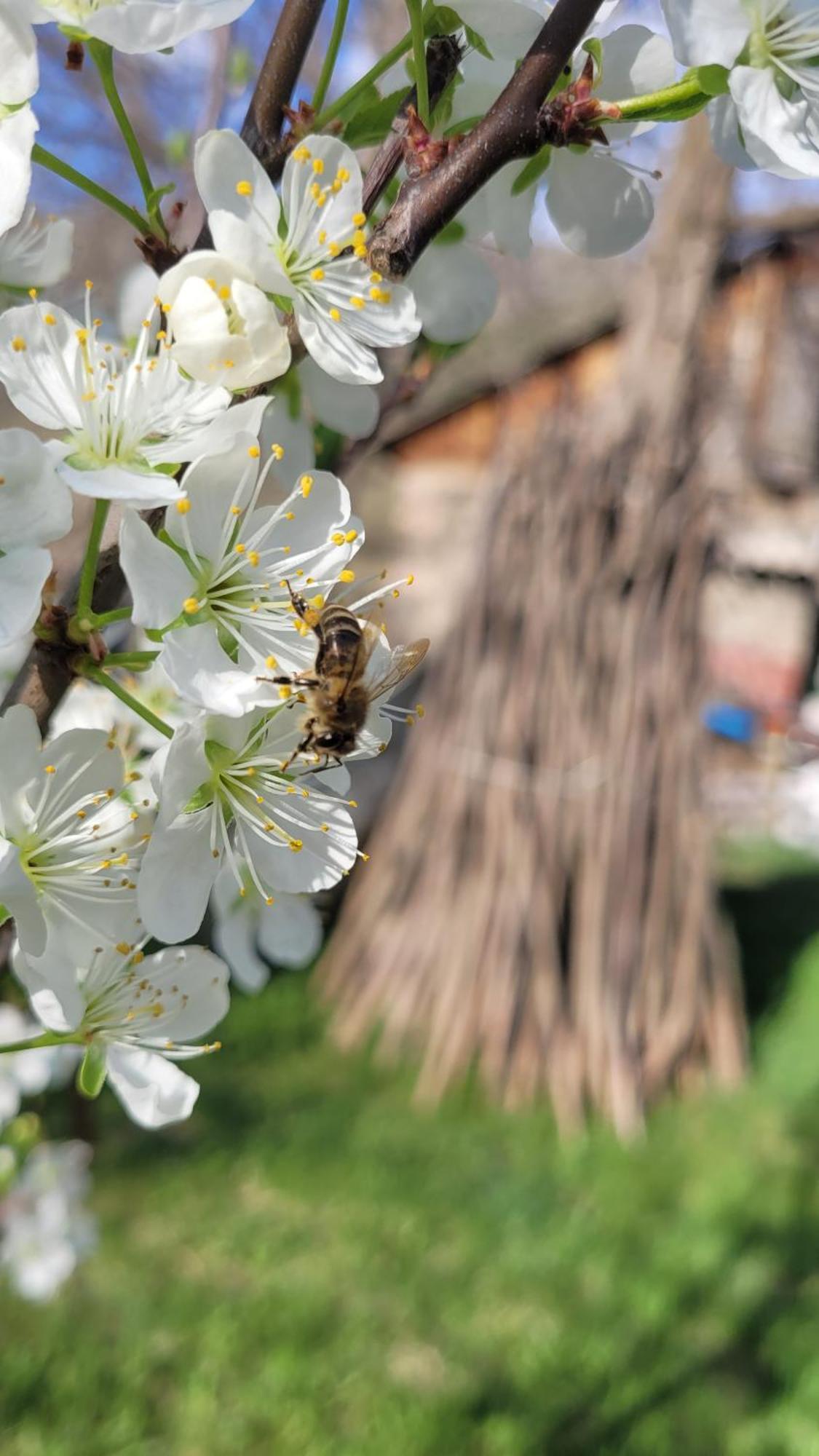 Bee House Pia